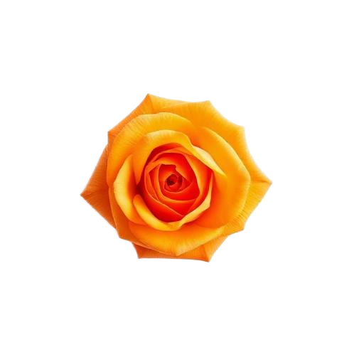Orange rose