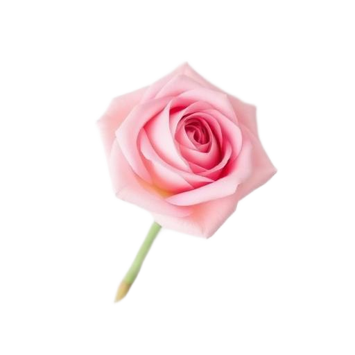 Pink rose
