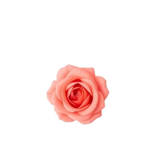 Salmon rose
